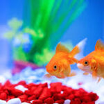 Aquarium Fish Care: A Complete Guide to Maintaining a Thriving Tank