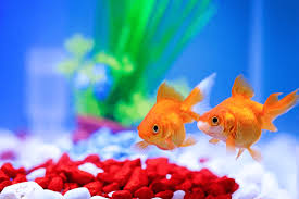 Aquarium Fish Care: A Complete Guide to Maintaining a Thriving Tank