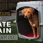 How to Crate Train a Dog in Seven Easy Steps