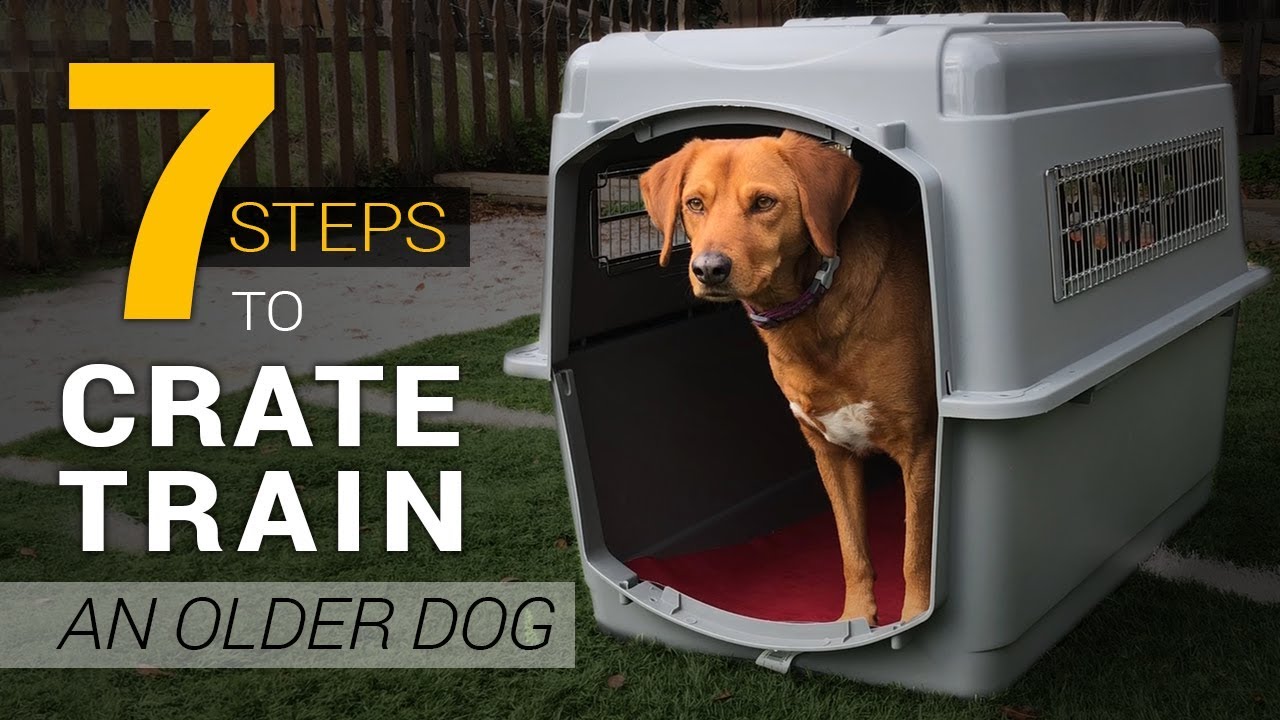 How to Crate Train a Dog in Seven Easy Steps